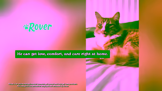 Rover.com Paid US 2025 Organic Assets Cat General 30 16x9 Ad Commercial Brand Imagery Photoshoot 2
