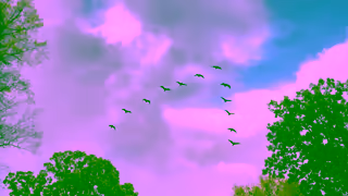 DIRECTV DIRECTV For The Birds Flyover 15 Ad Commercial Brand Imagery Photoshoot 1