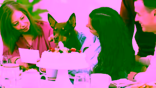 ADVANCE Pet ADVANCE Aussie Science Its for them too Ad Commercial Brand Imagery Photoshoot 1