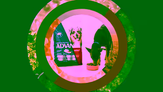 ADVANCE Pet ADVANCE Aussie Science Its for them too Ad Commercial Brand Imagery Photoshoot 2
