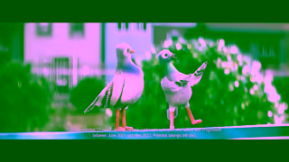 Progressive Insurance Birds Look Here 15 Ad Commercial Brand Imagery Photoshoot 0
