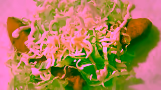 Taco Bell Taco Bell Crispy Chicken Burrito Ad Commercial Brand Imagery Photoshoot 0