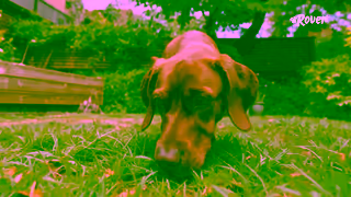 Rover.com Paid UK 2025 Brands 2 Life Dog Daytime 15 16x9 Ad Commercial Brand Imagery Photoshoot 1