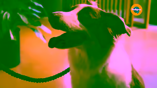 Pedigree PEDIGREE Pouch As Healthy as it is tasty Ad Commercial Brand Imagery Photoshoot 0