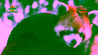 Kinder Kinder Surprise Natoons Discovery Red Panda 6 Ad Commercial Brand Imagery Photoshoot 1