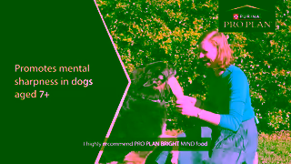Purina Watch Vet Dr Ellen Minas Story PRO PLAN BRIGHT MIND Dog Food Ad Commercial Brand Imagery Photoshoot 1