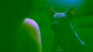 Animals Australia Join the evolution help create a kinder world Ad Commercial Brand Imagery Photoshoot 1