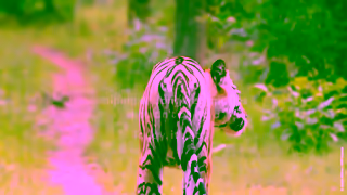 WWF Tiger sequence PAID TEXT looping 1200X628mp4 Ad Commercial Brand Imagery Photoshoot 1