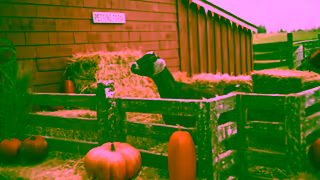 Dairy Queen DQ GOAT Fall Blizzard Menu September 2024 15 Ad Commercial Brand Imagery Photoshoot 1