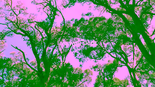 Ecosa Ecosa AU Essence Forest EGC Price V1 Ad Commercial Brand Imagery Photoshoot 2