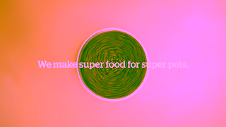 NOW FRESH Pet Food Now Fresh Best in Class Cat Ad Commercial Brand Imagery Photoshoot 0