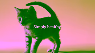 NOW FRESH Pet Food Now Fresh Best in Class Cat Ad Commercial Brand Imagery Photoshoot 1