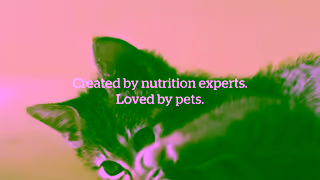 NOW FRESH Pet Food Now Fresh Best in Class Cat Ad Commercial Brand Imagery Photoshoot 2