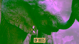 WWF Adopt An Animal With WWF Ad Commercial Brand Imagery Photoshoot 0