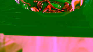 CHIPOTLE Chipotle Chipotle Honey Chicken 6 sec Ad Commercial Brand Imagery Photoshoot 0