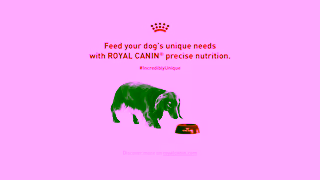 Royal Canin DogENROYAL CANIN A WALK OUT 30s PUPPY VA MIXWEB VCAN 16x9 231122 NEW Ad Commercial Brand Imagery Photoshoot 2