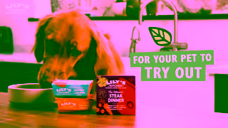 Lily's Kitchen Starter packs for pets Ad Commercial Brand Imagery Photoshoot 1