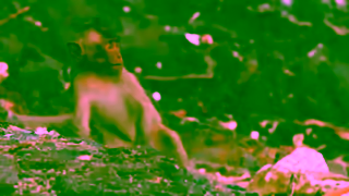 BBC BBC iPlayer Natural World Bundle Fearless YouTube Pre Roll 8MB Ad Commercial Brand Imagery Photoshoot 1