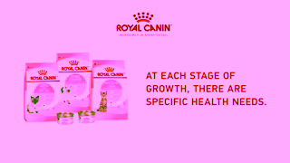 Royal Canin RC SOL 6s Kitten First Vet Visit A 16x9 CA EN Ad Commercial Brand Imagery Photoshoot 2