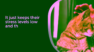 FELIWAY Keep your Cats Stress Levels LOW and Their WellBeing HIGH Ad Commercial Brand Imagery Photoshoot 2