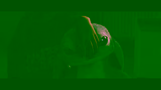 Disney Lilo Stitch Back In Theaters Friday Ad Commercial Brand Imagery Photoshoot 2