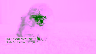 Royal Canin RC SOL 6s Puppy Adopting a Puppy B 16x9 CA EN Ad Commercial Brand Imagery Photoshoot 0