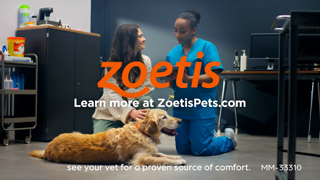 Zoetis CAEN Itchy Dog Ad Commercial Brand Imagery Photoshoot 2