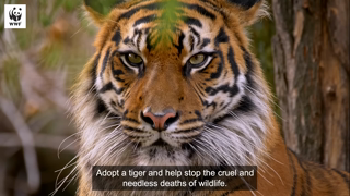 WWF ADOPT A TIGER WWFAustralia Ad Commercial Brand Imagery Photoshoot 1