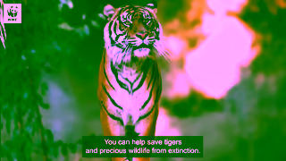 WWF ADOPT A TIGER WWFAustralia Ad Commercial Brand Imagery Photoshoot 2