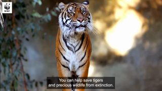 WWF ADOPT A TIGER WWFAustralia Ad Commercial Brand Imagery Photoshoot 2