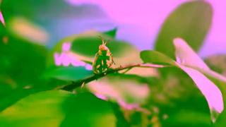 Nature's Way Natures Way Sambucus Inspired by the Power of Nature Ad Commercial Brand Imagery Photoshoot 0