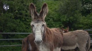 The Donkey Sanctuary Q3 RG 60 sec Ad Commercial Brand Imagery Photoshoot 1