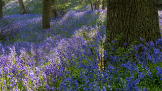 The Woodland Trust Woodland Trust YouTube Ad Dedicate trees and woodland today Ad Commercial Brand Imagery Photoshoot 1