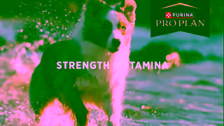 Purina Video Ad Ad Commercial Brand Imagery Photoshoot 1