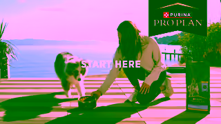 Purina Video Ad Ad Commercial Brand Imagery Photoshoot 2