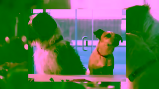 PetSmart PetSmart Kitchen Presents Just Food For Dogs Ad Commercial Brand Imagery Photoshoot 0