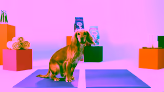 Barking Heads Barking Heads Food That Cares Fed With Love Ad Commercial Brand Imagery Photoshoot 0