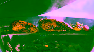 Canadian Turkey Think Turkey Think South Asian BBQ Punjabi Ad Commercial Brand Imagery Photoshoot 2
