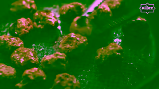 Al'Fez AlFez Lamb Koftas 6 secs Ad Commercial Brand Imagery Photoshoot 1