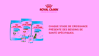 Royal Canin RC SOL 6s Puppy Adopting a Puppy B 16x9 CA FR Ad Commercial Brand Imagery Photoshoot 2
