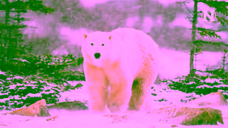 Natural Habitat Adventures Experience the Worlds Greatest Nature Journeys Ad Commercial Brand Imagery Photoshoot 2