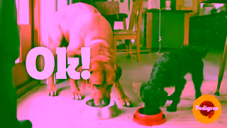 Pedigree Dogs are unconditionally simple thats why we love them PEDIGREE Ad Commercial Brand Imagery Photoshoot 1