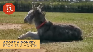 The Donkey Sanctuary Shoulder Period Adoptions 30 sec Ad Commercial Brand Imagery Photoshoot 0