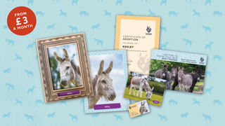 The Donkey Sanctuary Shoulder Period Adoptions 30 sec Ad Commercial Brand Imagery Photoshoot 1