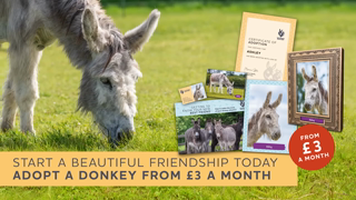 The Donkey Sanctuary Shoulder Period Adoptions 30 sec Ad Commercial Brand Imagery Photoshoot 2