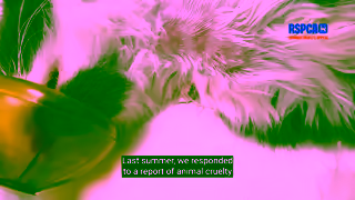 RSPCA.org.uk inspectorcrueltystorysupporterroleberliozneedledsummer1920x1080 Ad Commercial Brand Imagery Photoshoot 1