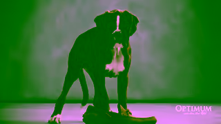 Optimum Pet OPTIMUM Lucky You Do Puppy 16x9 6s 2025 Ad Commercial Brand Imagery Photoshoot 1