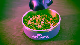 PetSmart WELLNESS PETSMART V4 30 16x9 PROMO Ad Commercial Brand Imagery Photoshoot 1
