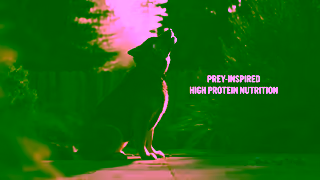 Purina Nutrient dense recipes inspired by the Wild Ad Commercial Brand Imagery Photoshoot 1