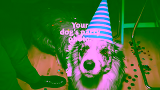 Adobe UnislidersPartyDogFINAL Ad Commercial Brand Imagery Photoshoot 0